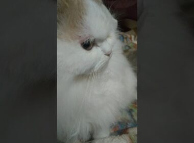 26 1-16 ラガマフィン