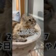 2026/01/17今日のかしちゃん #猫 #ペルシャ #カシス #cat #猫のいる暮らし