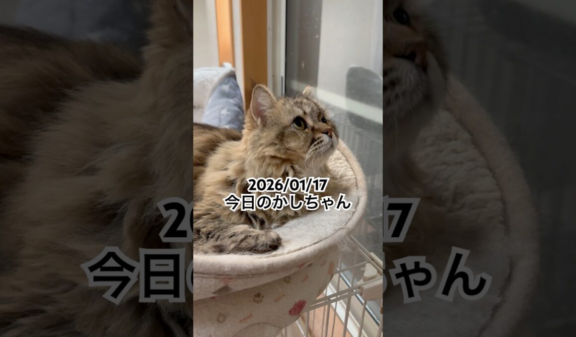 2026/01/17今日のかしちゃん #猫 #ペルシャ #カシス #cat #猫のいる暮らし