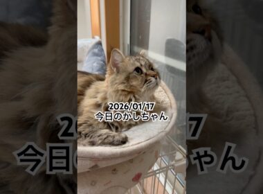 2026/01/17今日のかしちゃん #猫 #ペルシャ #カシス #cat #猫のいる暮らし