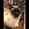 シャム猫I am a Siamese cat. livestream!!!