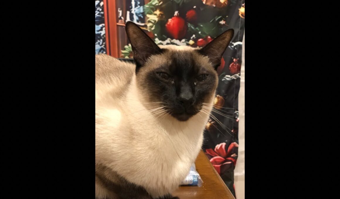 シャム猫I am a Siamese cat. livestream!!!