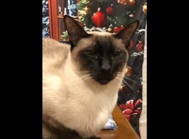 シャム猫I am a Siamese cat. livestream!!!