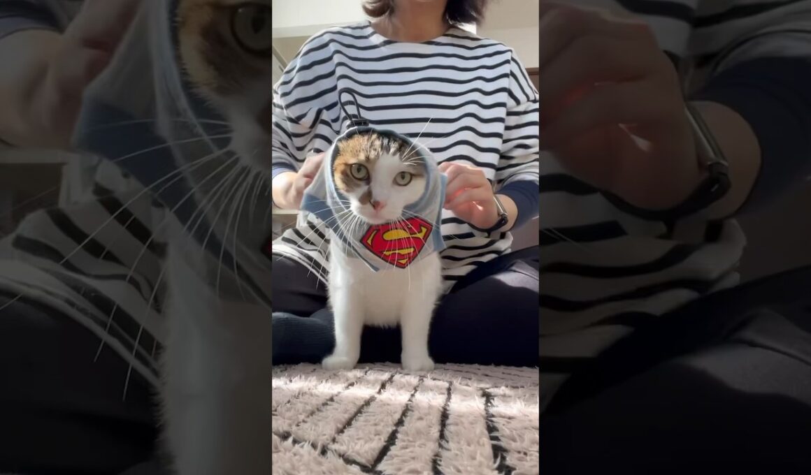 エースーパーマン #cat #服を着てる理由は上の関連動画を見てね