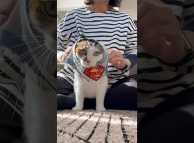 エースーパーマン #cat #服を着てる理由は上の関連動画を見てね