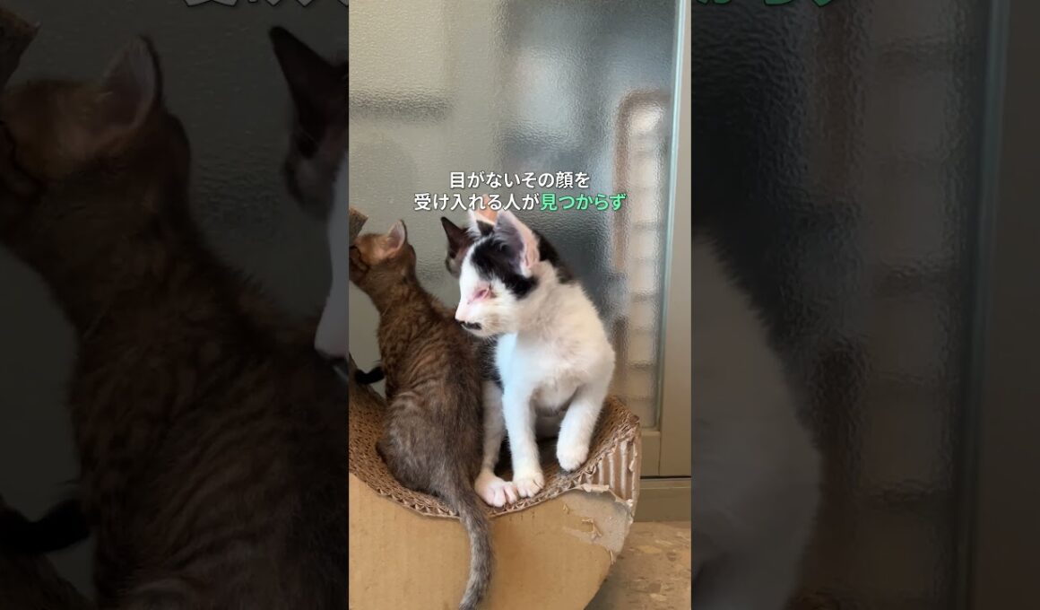 盲目の子猫の願いが叶った