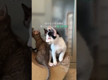 盲目の子猫の願いが叶った