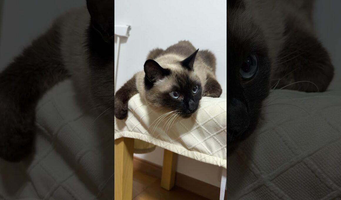 【2026.01.17】変わったポーズのシャム猫のふくさん【たぬき猫】 #shorts