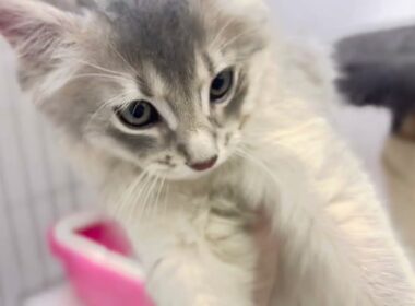 【ソマリ】アグレッシブに甘えてくるブルーの毛色が綺麗な男の子