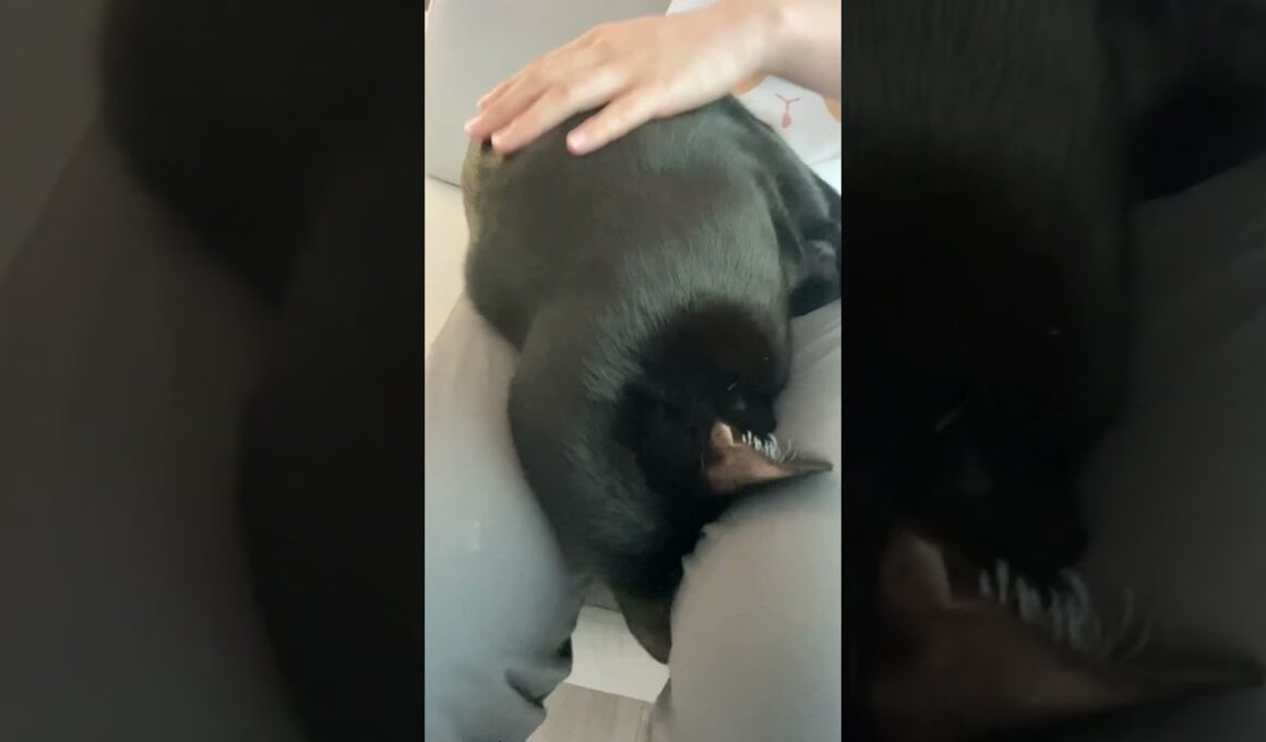 ごめん寝黒猫ボンベイ　#子猫 #ねこ #cat #かわいい #癒やし #ねこのいる生活 #ねこのいる暮らし #ねこ動画 #猫 #猫好きさんと繋がりたい #甘えん坊