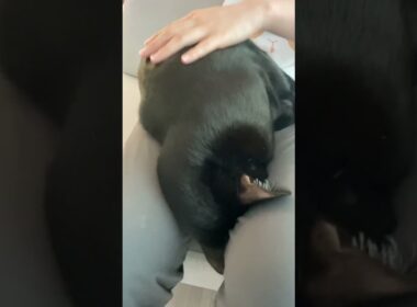 ごめん寝黒猫ボンベイ　#子猫 #ねこ #cat #かわいい #癒やし #ねこのいる生活 #ねこのいる暮らし #ねこ動画 #猫 #猫好きさんと繋がりたい #甘えん坊