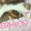 子猫が甘えるとデレデレ顔100倍になるパパ、今も変わんねぇw