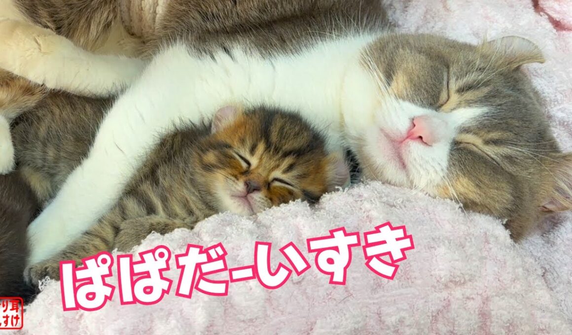 子猫が甘えるとデレデレ顔100倍になるパパ、今も変わんねぇw