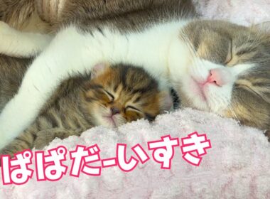 子猫が甘えるとデレデレ顔100倍になるパパ、今も変わんねぇw