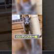 【1分で猫種紹介】ロシアンブルー編 #ペットショップ #ブリーダー #保護猫