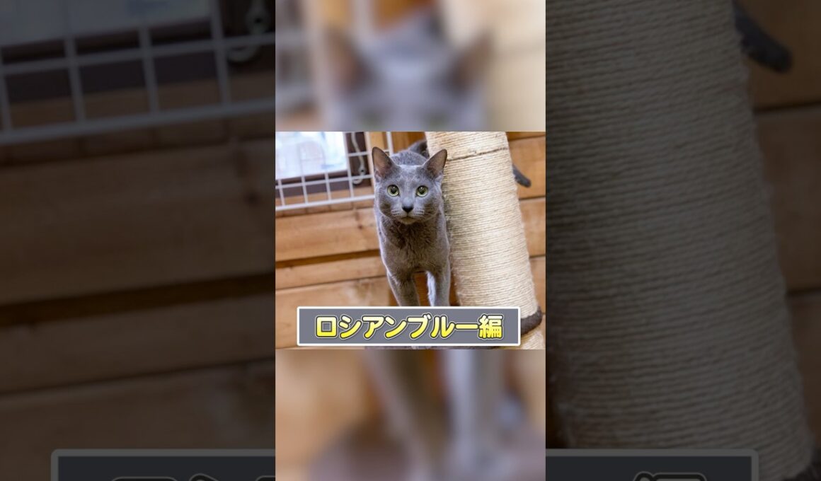 【1分で猫種紹介】ロシアンブルー編 #ペットショップ #ブリーダー #保護猫