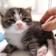 ミルクの匂いに気づいた赤ちゃん子猫達がヨチヨチ歩きでやってる？【赤ちゃん猫　保護猫】