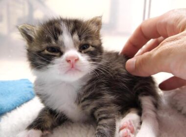 ミルクの匂いに気づいた赤ちゃん子猫達がヨチヨチ歩きでやってる？【赤ちゃん猫　保護猫】