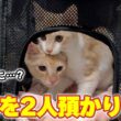 【緊張】妹の家の子猫2人が、ついに我が家にやってきました…！！