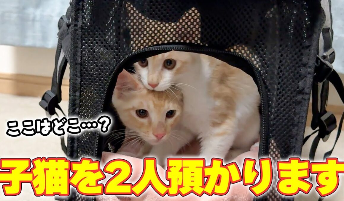 【緊張】妹の家の子猫2人が、ついに我が家にやってきました…！！