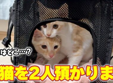 【緊張】妹の家の子猫2人が、ついに我が家にやってきました…！！