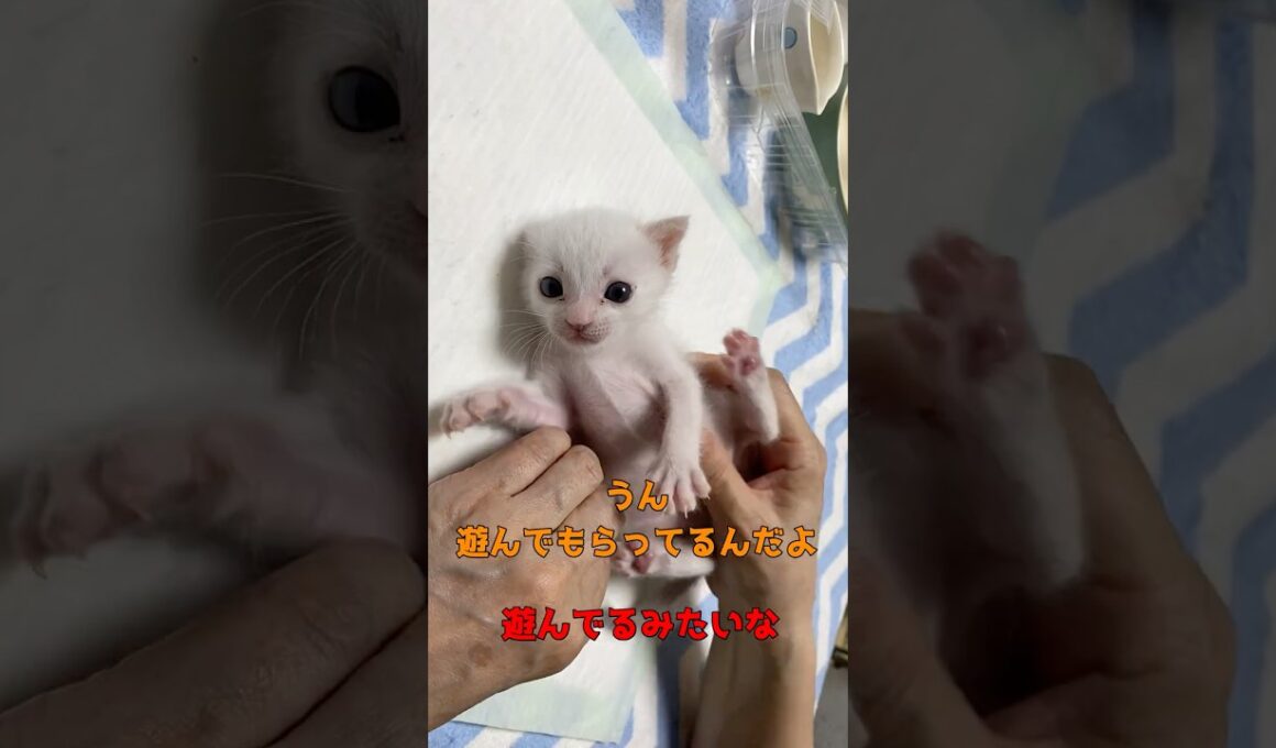 あんなに小さかった弟猫の変わり果てた姿がこちら