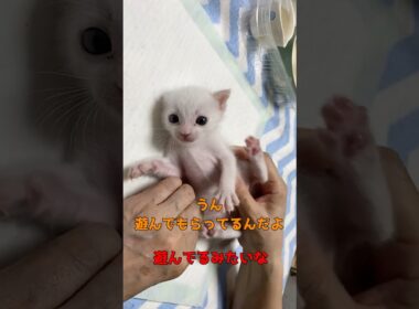 あんなに小さかった弟猫の変わり果てた姿がこちら