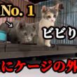 保護から30日間ずっとケージの中だったビビり子猫がついに決断しました
