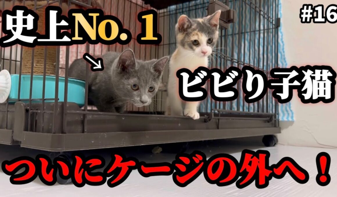 保護から30日間ずっとケージの中だったビビり子猫がついに決断しました