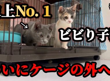保護から30日間ずっとケージの中だったビビり子猫がついに決断しました