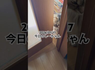 2026/01/17今日のしーちゃん #猫 #ペルシャ #シエル #cat #猫のいる暮らし