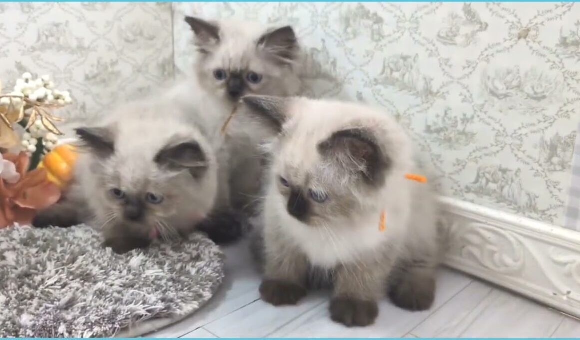 Coo&RIKU　No.00745220 ヒマラヤン