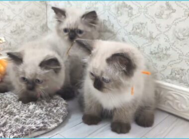 Coo&RIKU　No.00745220 ヒマラヤン