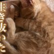 一生懸命生き抜いた子猫の今