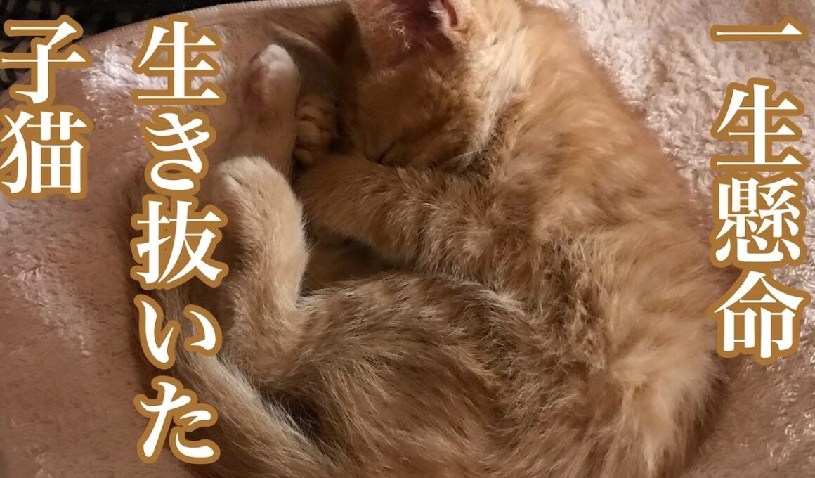 一生懸命生き抜いた子猫の今