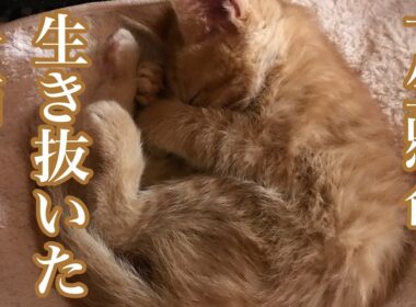 一生懸命生き抜いた子猫の今
