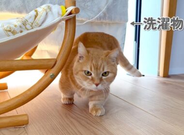 ひなたぼっこしようと思ったらお日様がなかったときの猫の反応が…