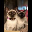 シャム猫I am a Siamese cat. Livestream