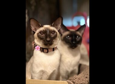 シャム猫I am a Siamese cat. Livestream