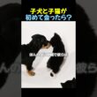 子犬と子猫を同じ部屋に入れた結果🐕🐈