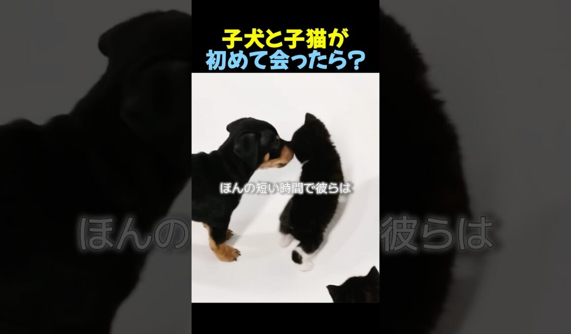 子犬と子猫を同じ部屋に入れた結果🐕🐈