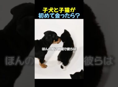 子犬と子猫を同じ部屋に入れた結果🐕🐈