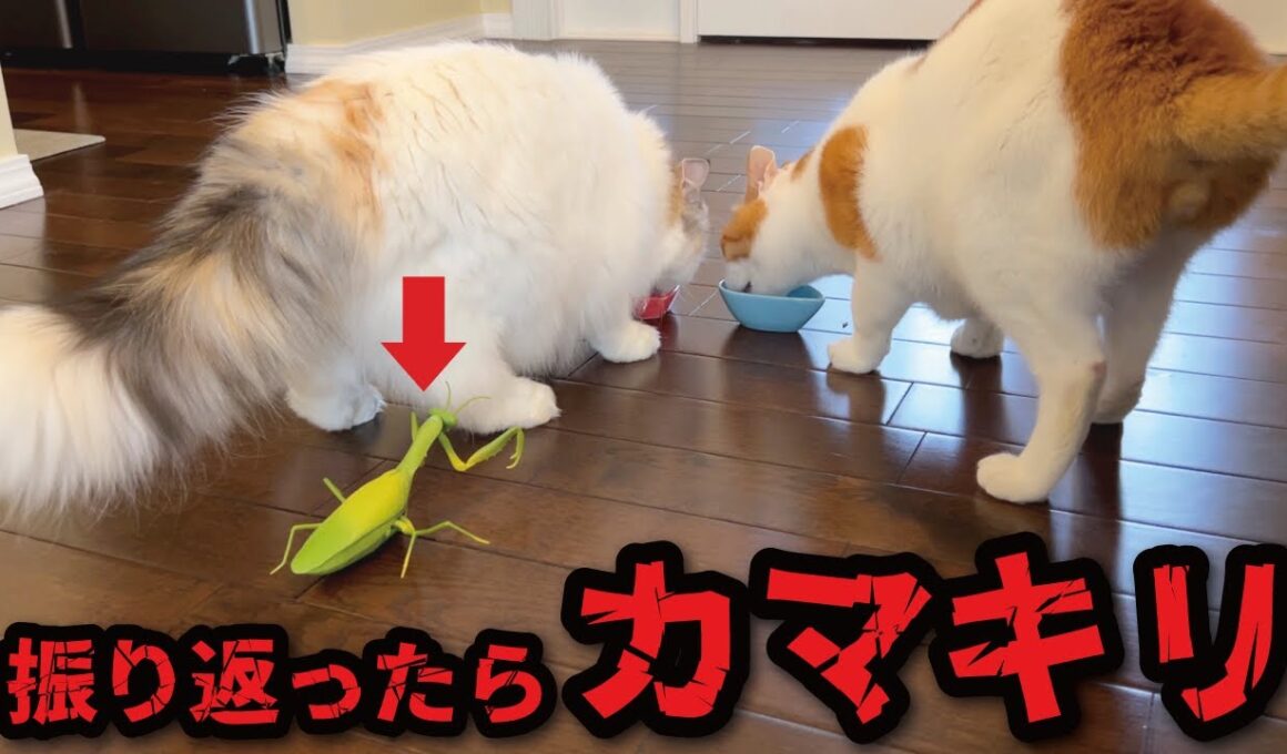 振りかえったら巨大カマキリがいた時の猫たちの反応がこちら…
