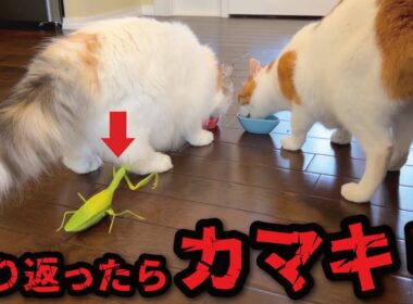 振りかえったら巨大カマキリがいた時の猫たちの反応がこちら…