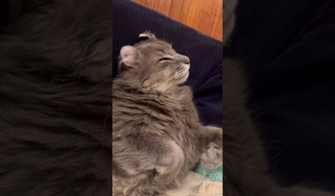 モーニング #ねこ動画 #アメリカンカール