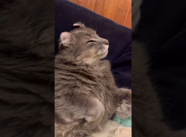 モーニング #ねこ動画 #アメリカンカール