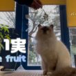 バーマン猫ラフ【白い実】White fruit（バーマン猫）Birman/Cat
