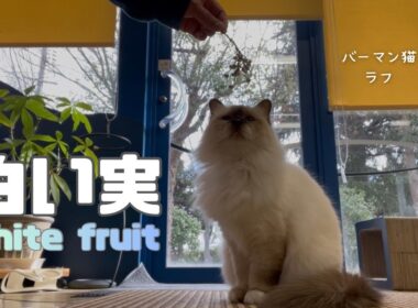 バーマン猫ラフ【白い実】White fruit（バーマン猫）Birman/Cat