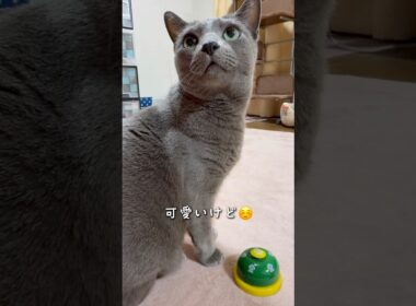 【ロシアンブルー】日曜日の朝のめろん🍈押すの忘れかけて戻った🥳【猫】#shorts