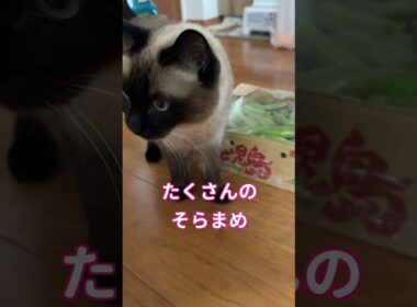 【2026.01.18】そらまめとシャム猫のふくさん【たぬき猫】 #shorts